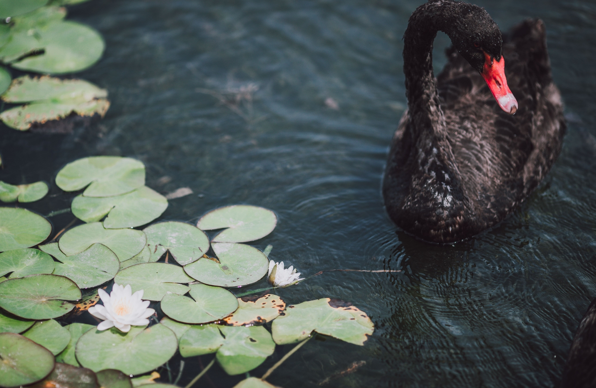 水中芭蕾舞者是谁原来是栖息辰山植物园天鹅湖的14只黑天鹅