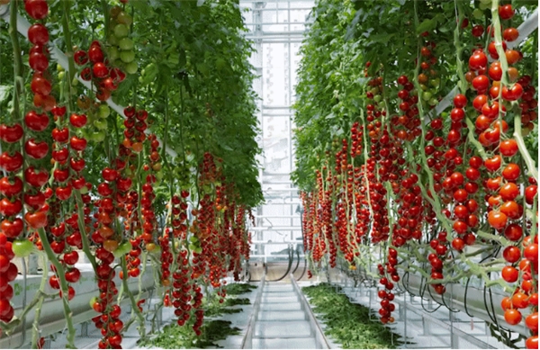 创新园秉承"开放共享,集成创新"的理念,打造了叶菜,果菜,树莓,草莓