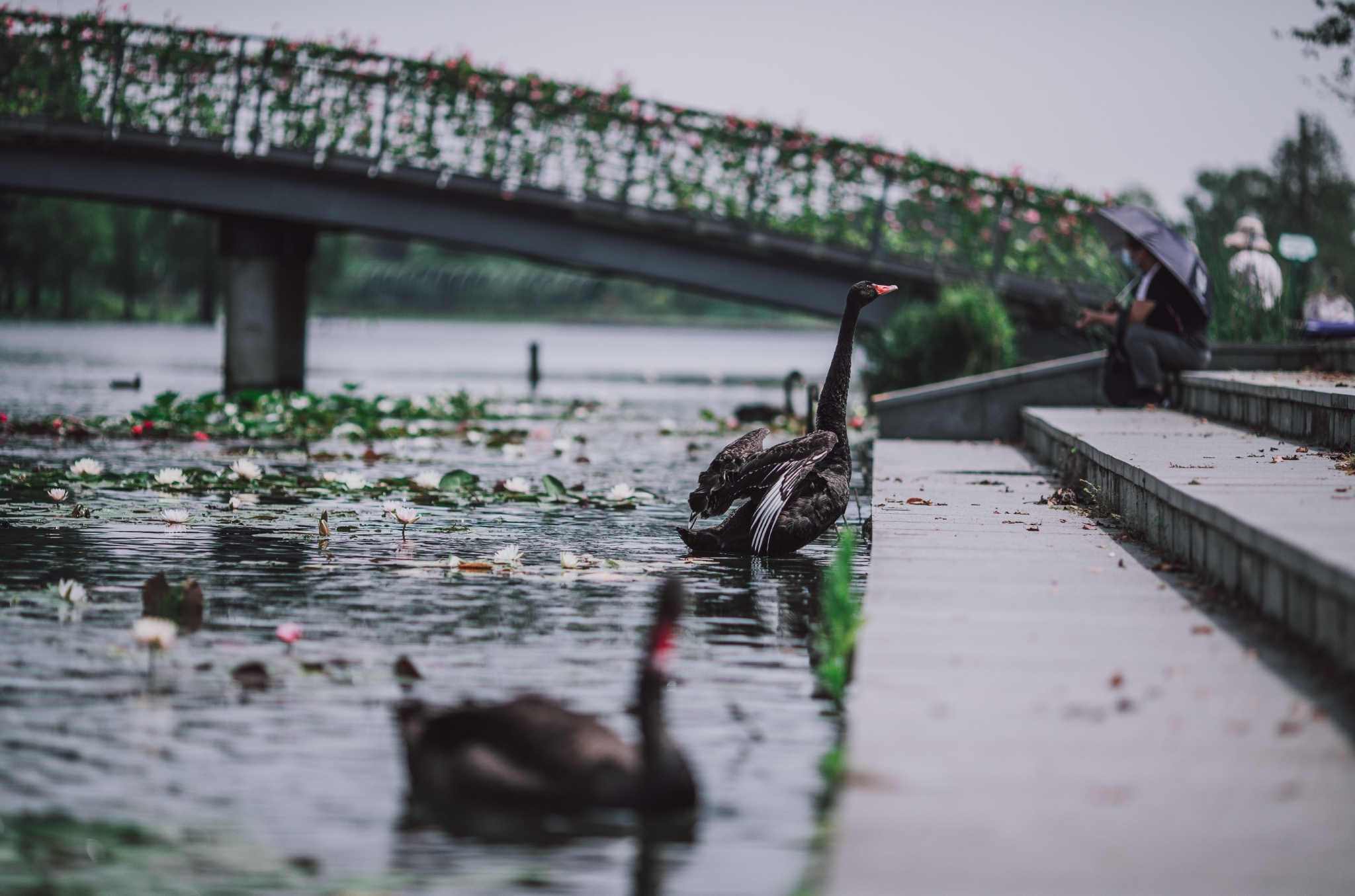 水中芭蕾舞者是谁原来是栖息辰山植物园天鹅湖的14只黑天鹅