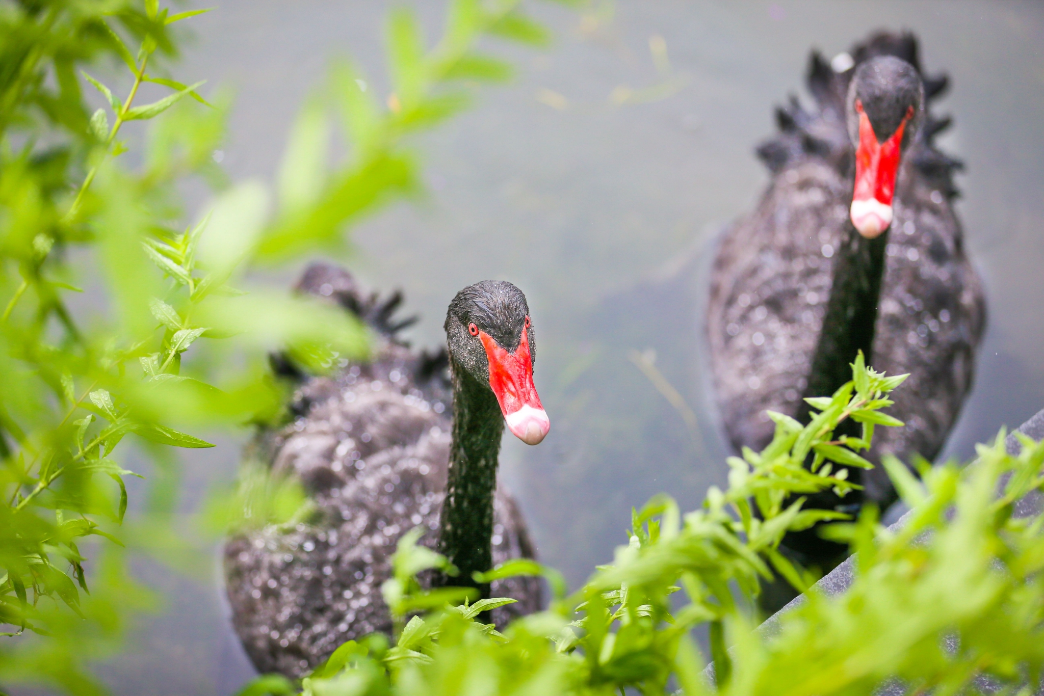 水中芭蕾舞者是谁原来是栖息辰山植物园天鹅湖的14只黑天鹅