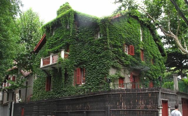 盛夏很清凉一墙的爬山虎装点起绿房子