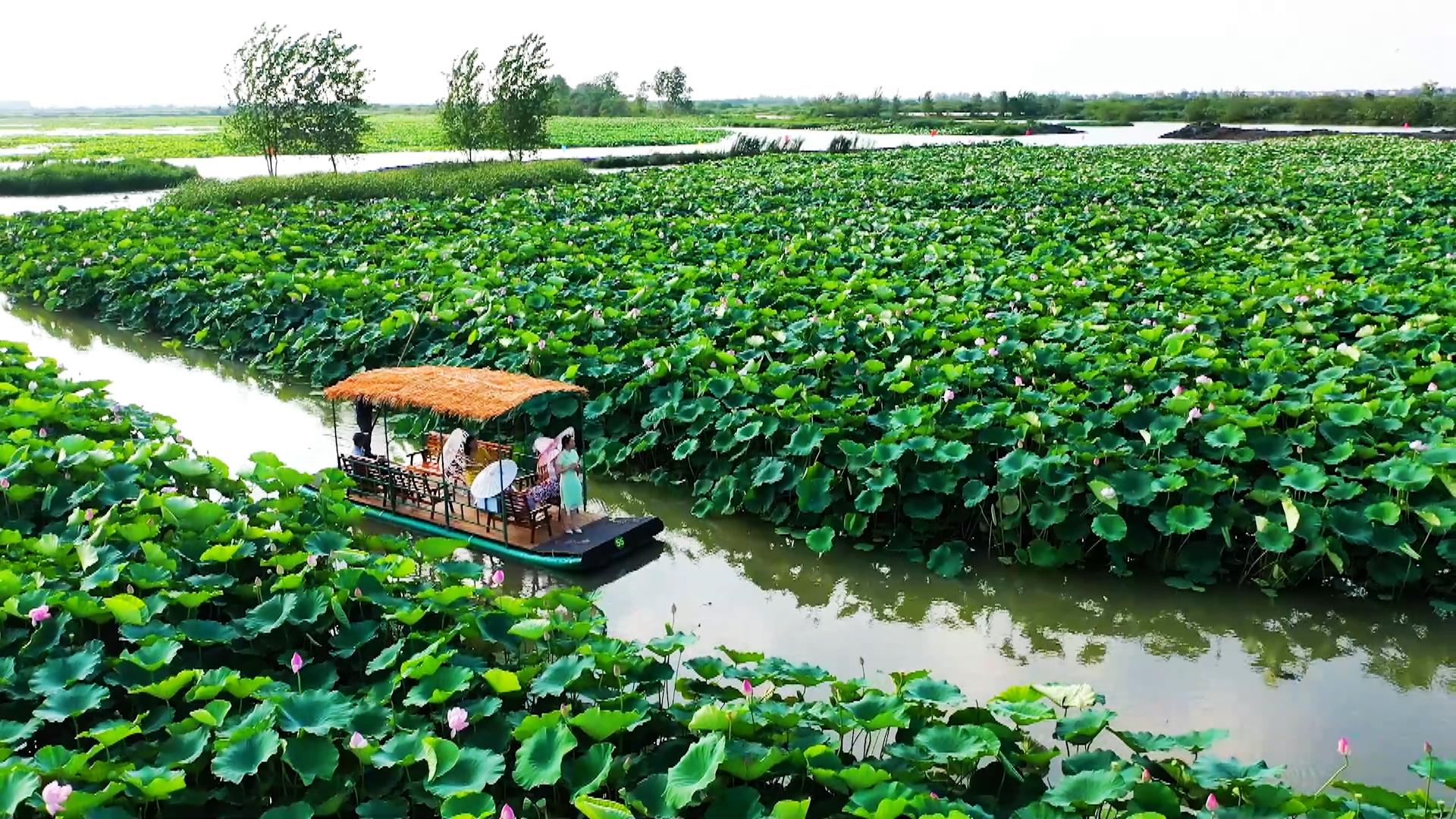 江苏兴化万亩荷塘景区位于兴化市里下河国家湿地公园内,濒临g344和兴