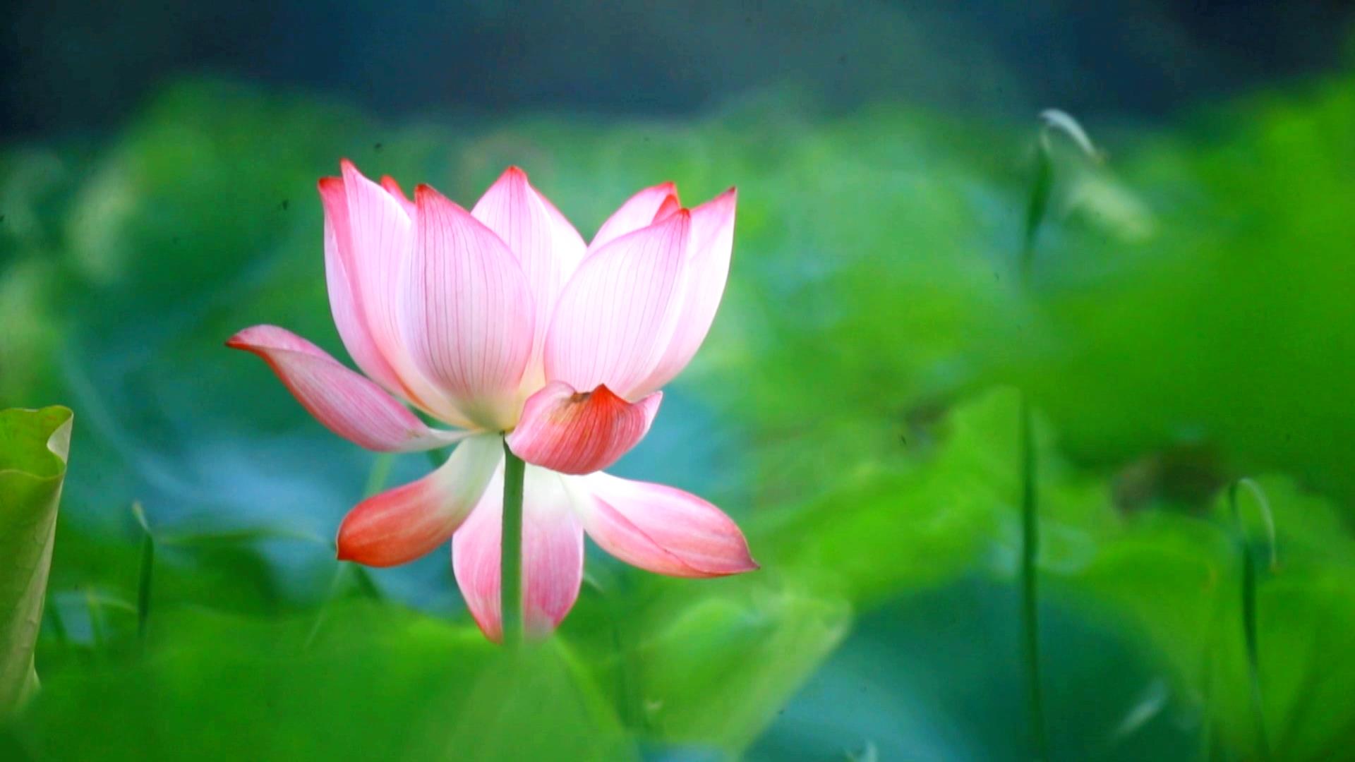 颜值爆表!江苏兴化万亩荷花次第开放|江苏省_新浪财经_新浪网