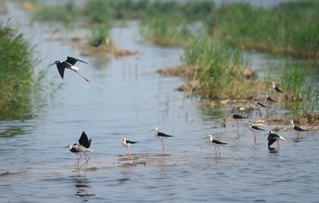 一群黑翅长脚鹬在南大港湿地水面嬉戏.新华社发(傅新春 摄)