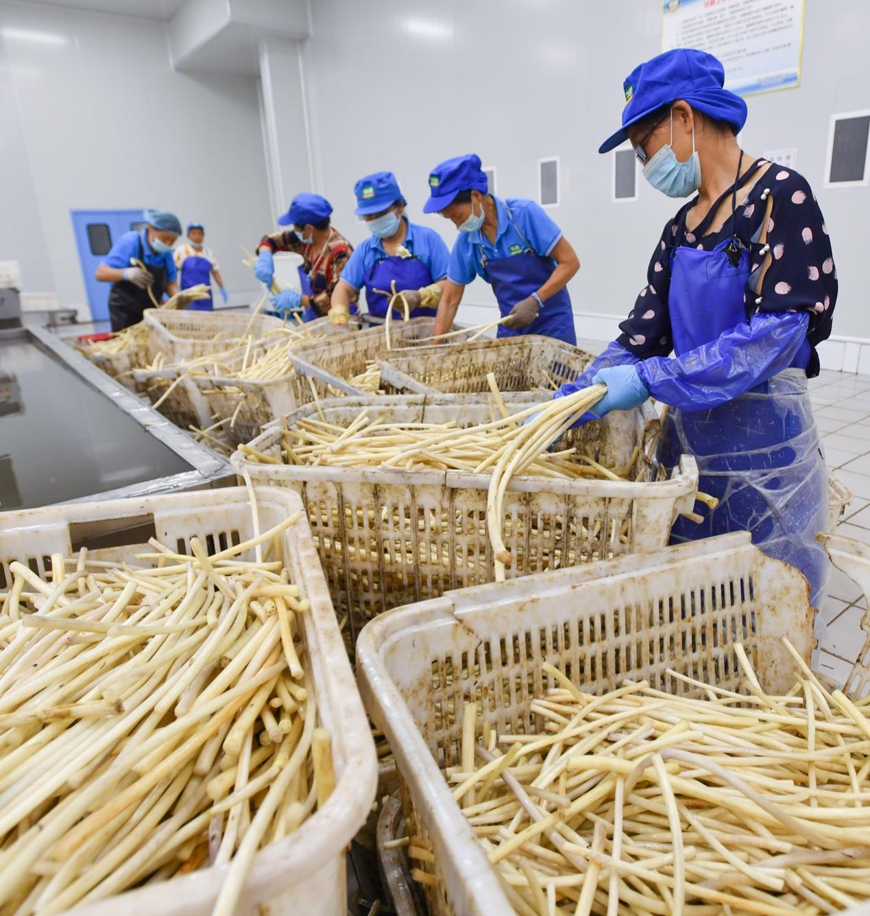 藕带加工车间. 摄影 王永胜