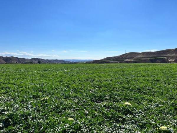 6月23日,甘肃省白银市靖远县的硒砂瓜瓜田.新华社记者王植樱 摄