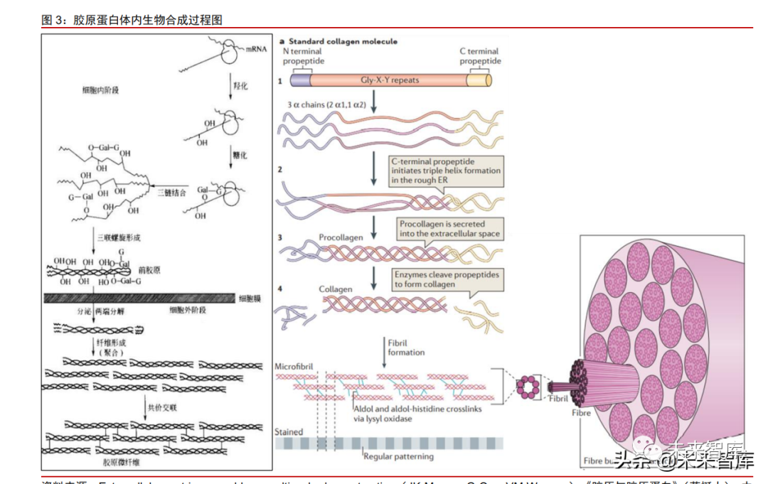 1类医疗器械有什么胶原蛋白行业深度报告：奏响美丽与健康新号角_https://www.jmylbn.com_新闻资讯_第1张