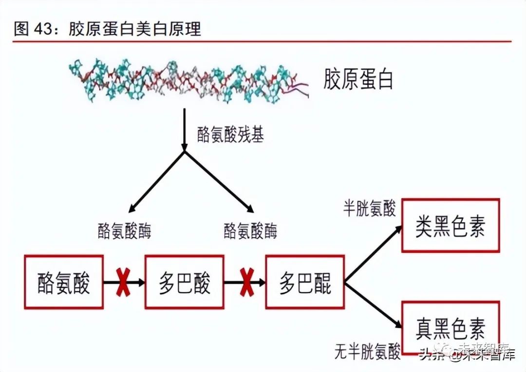 1类医疗器械有什么胶原蛋白行业深度报告：奏响美丽与健康新号角_https://www.jmylbn.com_新闻资讯_第12张