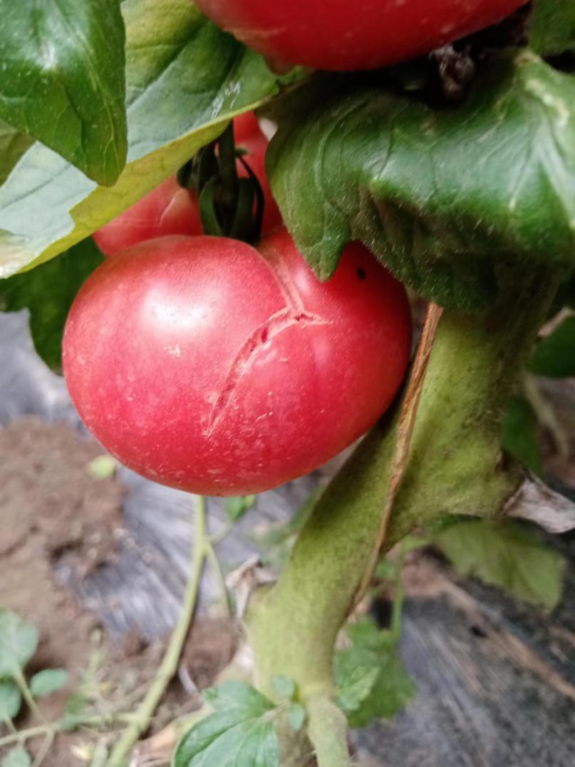 番茄裂果