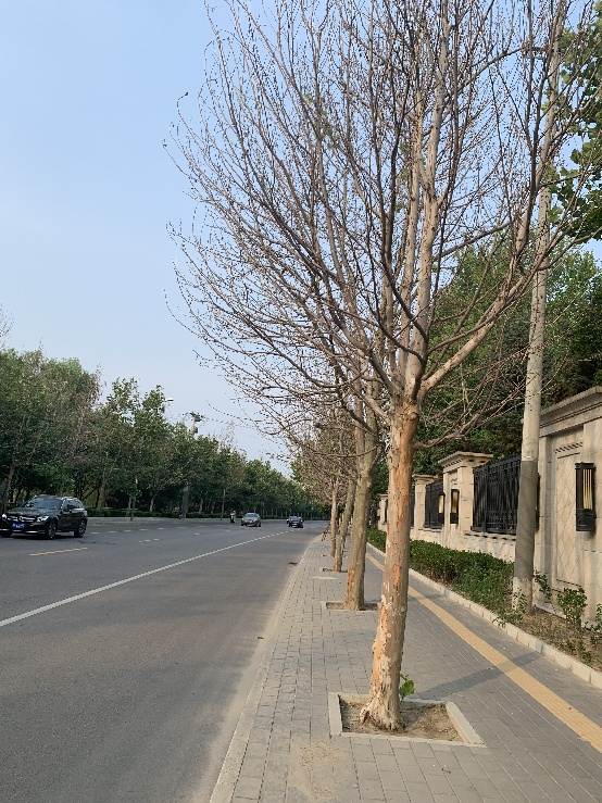 枯死的法桐行道树(蔡亚晓摄)