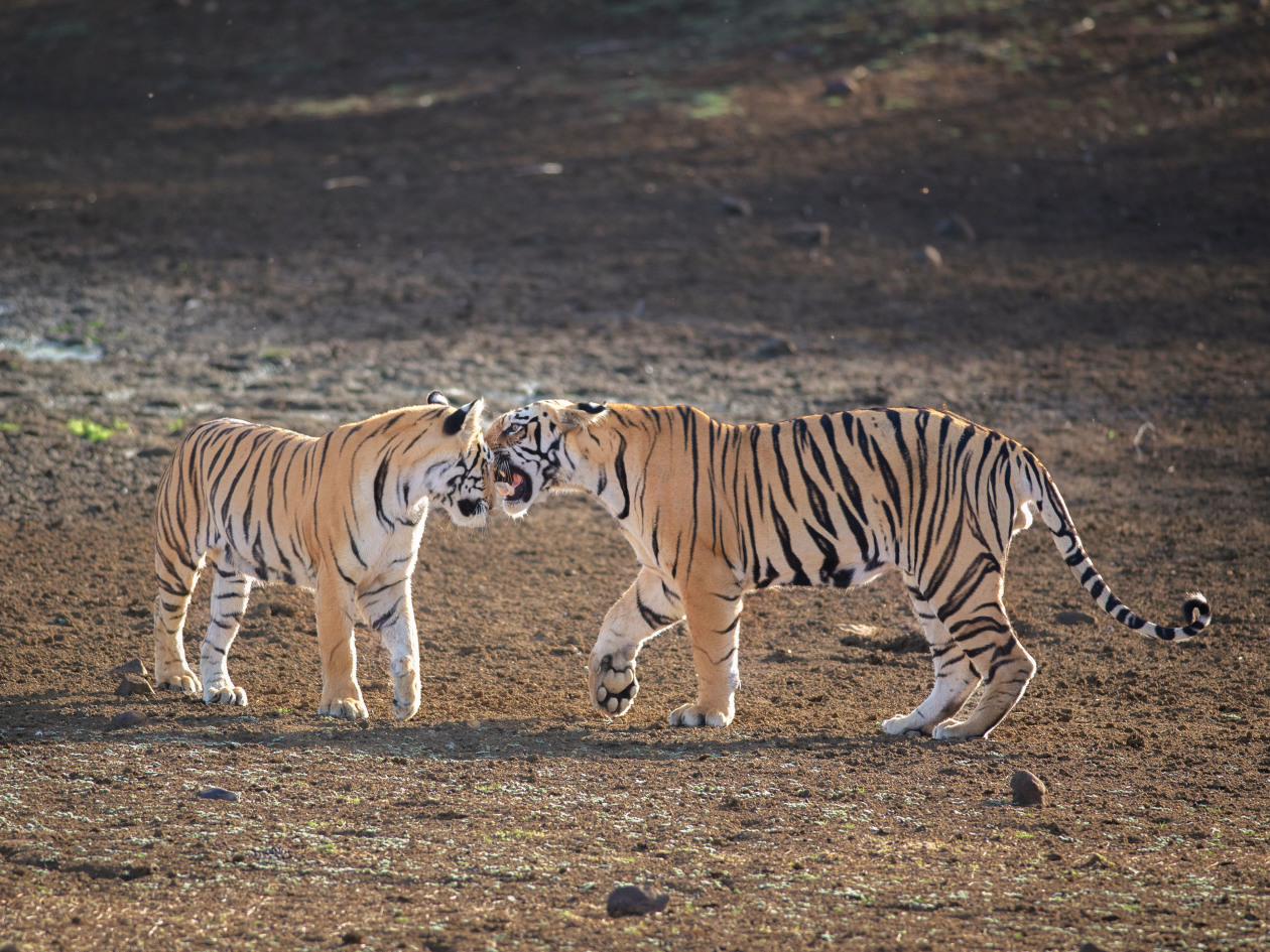 这些精彩激烈的画面是由野生动物摄影师viraj kadbe拍摄的.
