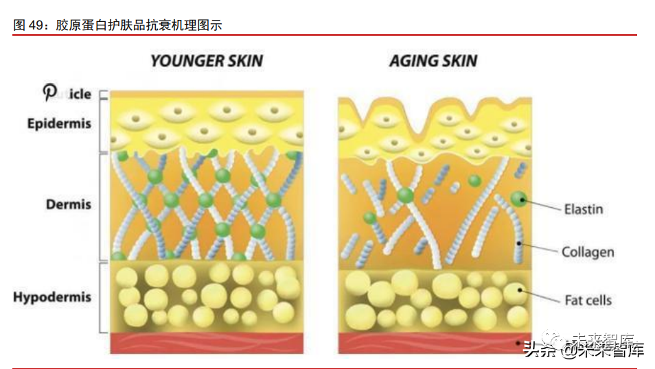 1类医疗器械有什么胶原蛋白行业深度报告：奏响美丽与健康新号角_https://www.jmylbn.com_新闻资讯_第15张