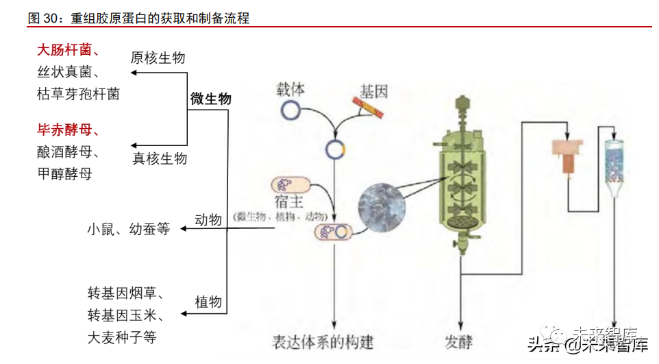 1类医疗器械有什么胶原蛋白行业深度报告：奏响美丽与健康新号角_https://www.jmylbn.com_新闻资讯_第7张