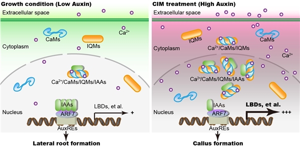 CaM-IQM钙信号复合体调控侧根（左）和愈伤组织（右）形成的模式图