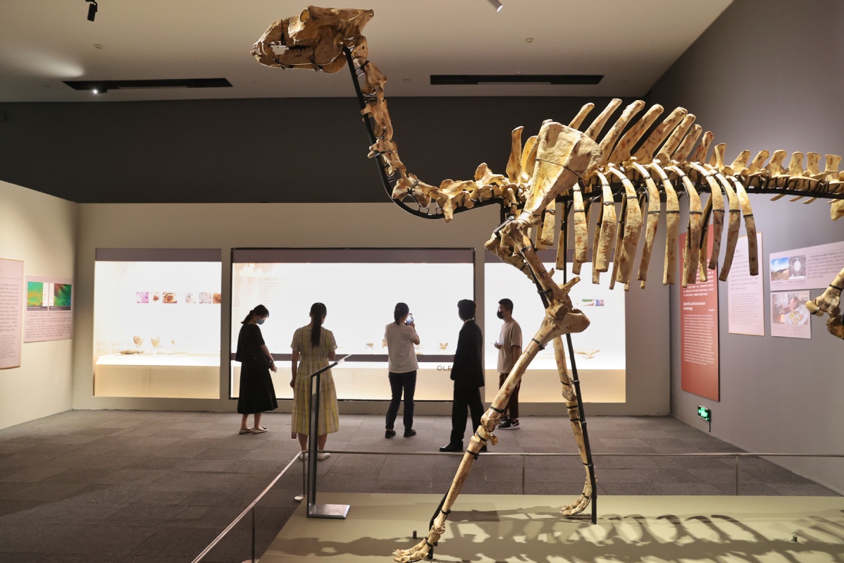 7月1日，展览现场展出的大连金远洞发现的巨副驼骨架。中国日报记者 姜东 摄