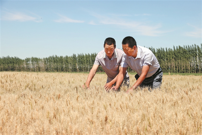 6月22日，   六师一○五团农业发展服务中心技术员陈士龙（右）在查看小麦长势。   李华北 摄