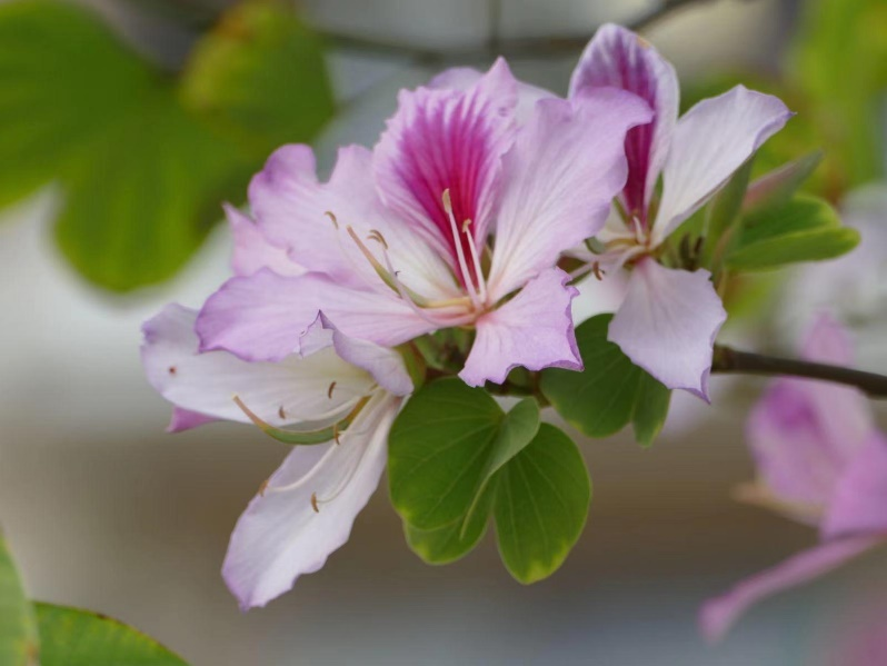 香港特别行政区的区花紫荆花是朵什么花