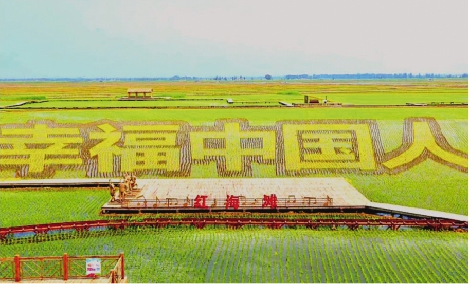 不同品种、 不同色彩的水稻栽插而成, 也被业内誉为“最复杂的稻田画”亮相盘锦。 辽沈晚报记者 徐刚 摄