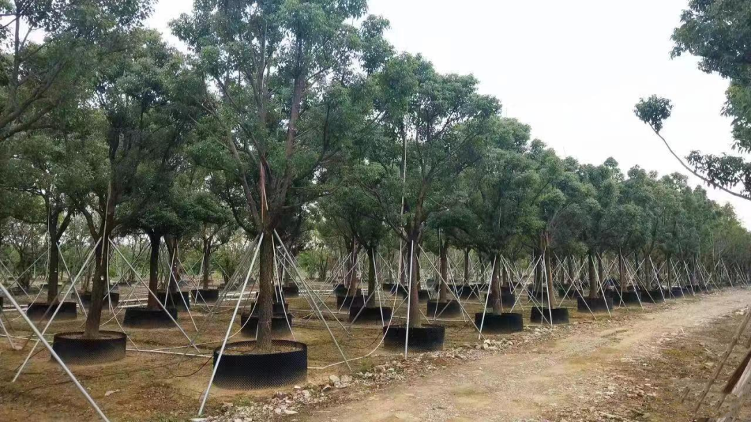 容器苗开花乔木中规格苗下半年哪些花木产品被看好