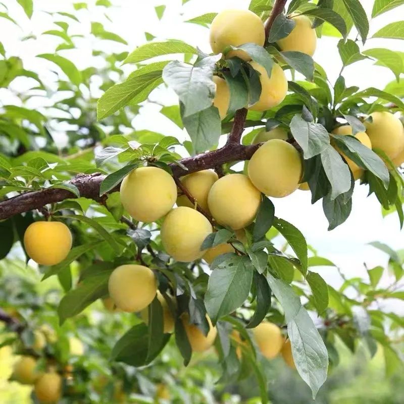 桃花李怕酸人士的福音