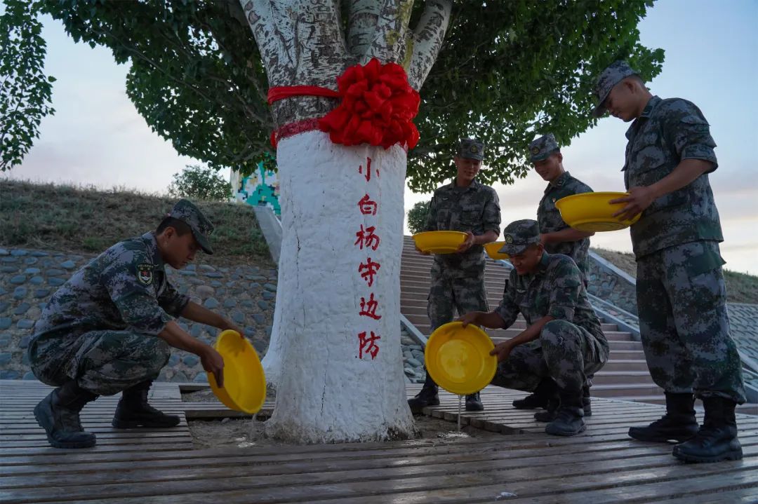 小白杨戍边40年种下它的老兵回来了
