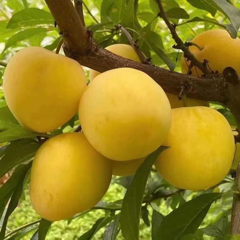 桃花李怕酸人士的福音