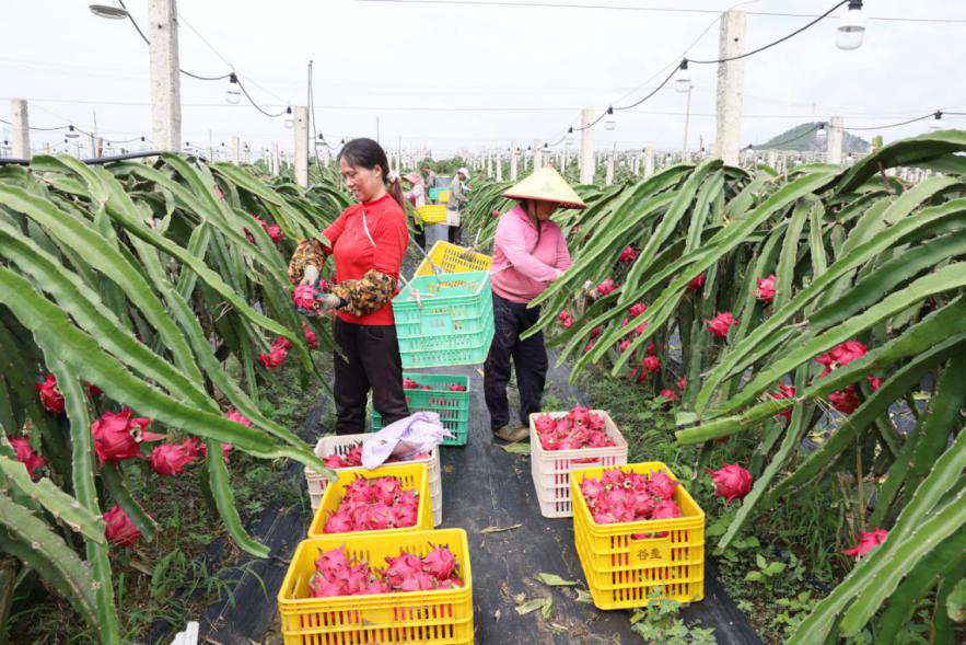 工人们在采摘火龙果 何宏生摄在金福农业火龙果种植基地,一株株火龙果