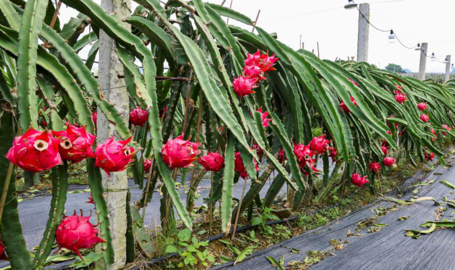 隆安火龙果进入采摘季_新浪财经_新浪网