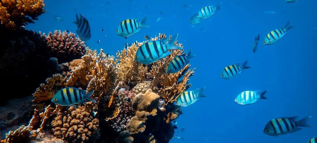 © Unsplash | 红海的珊瑚礁是世界上持续时间最长的活珊瑚礁之一。