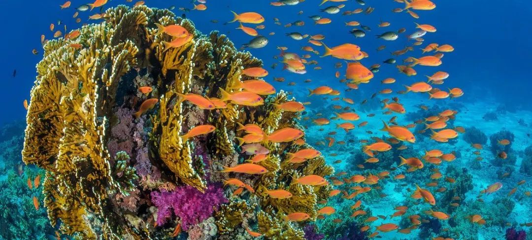  © Coral Reef Image Bank | 在埃及红海海岸附近的珊瑚礁中周围游来游去去的鱼群。