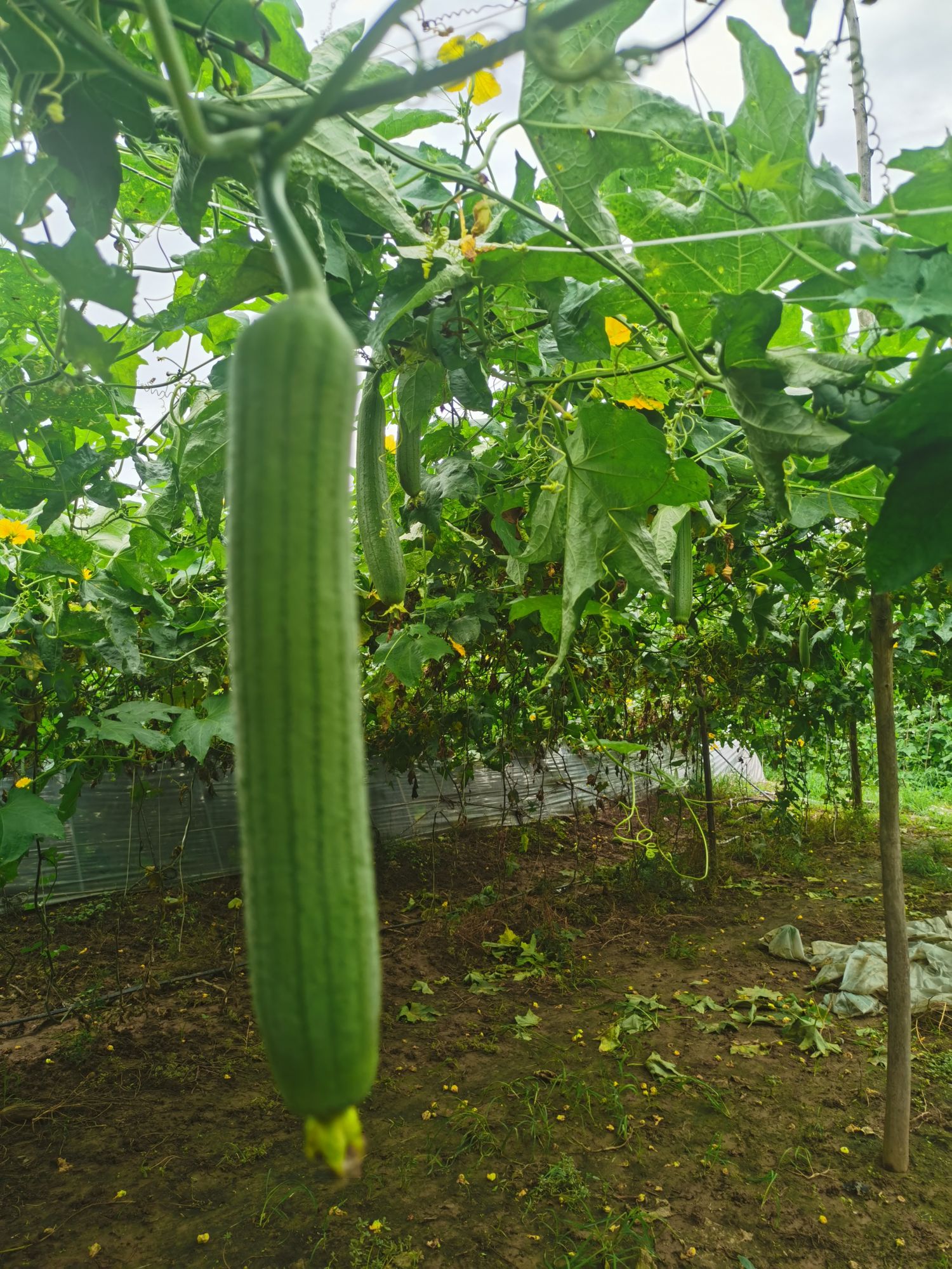 农业专家支招夏收丝瓜巧管理