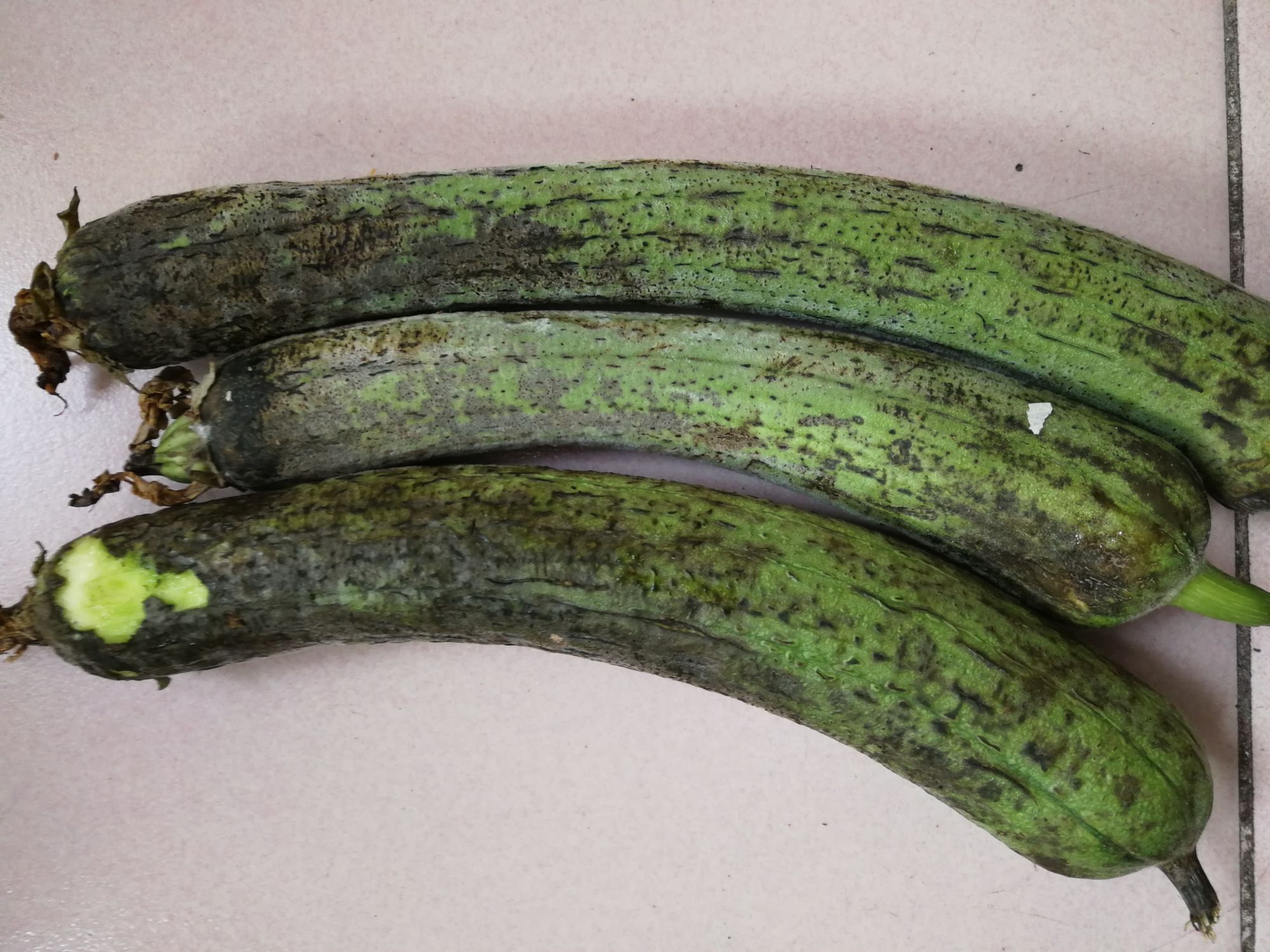 发生冷害的丝瓜