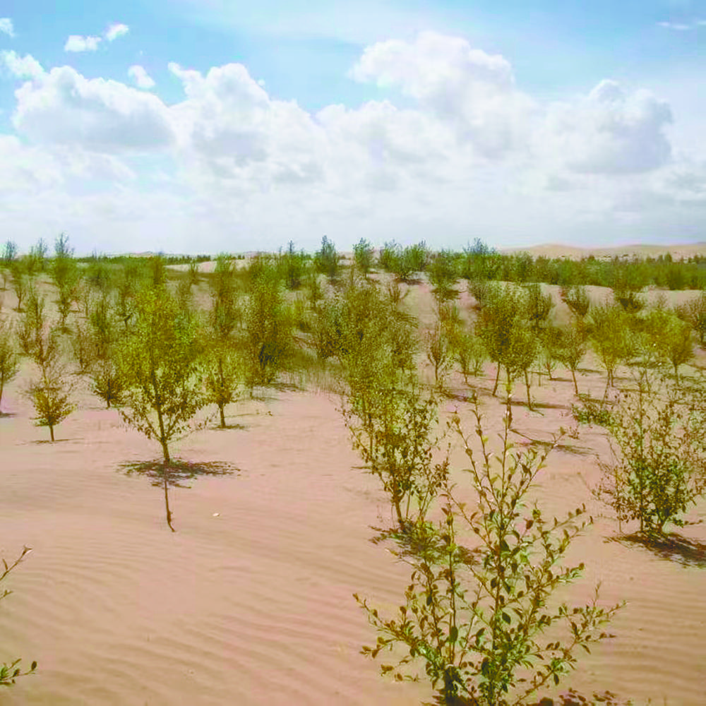 荒漠上治沙人织起的治沙网格