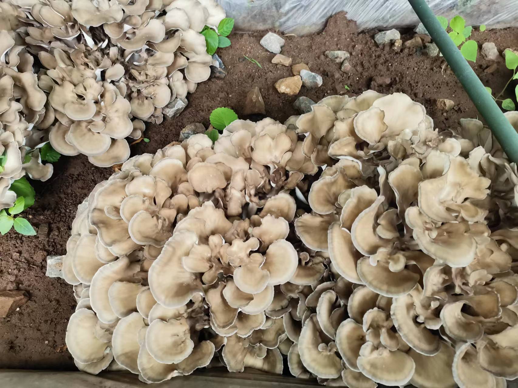 据了解,今年昌平区延寿镇共登记种植近230万袋栗蘑菌,涉及11个村70余