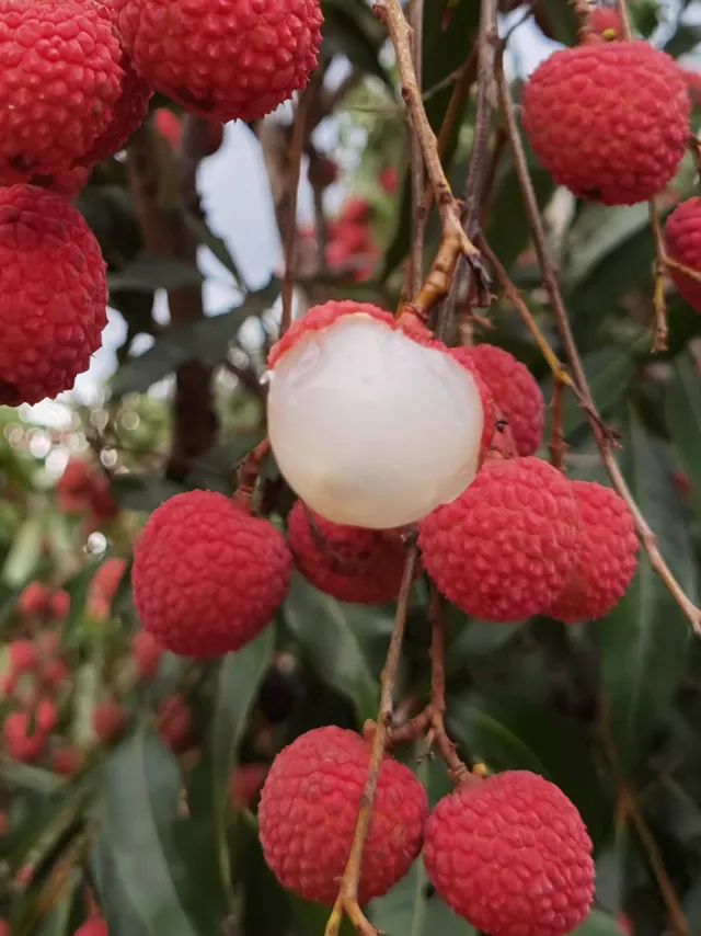 无荔枝不夏天！福建黑叶荔枝，尝鲜正当时|荔枝_新浪财经_新浪网