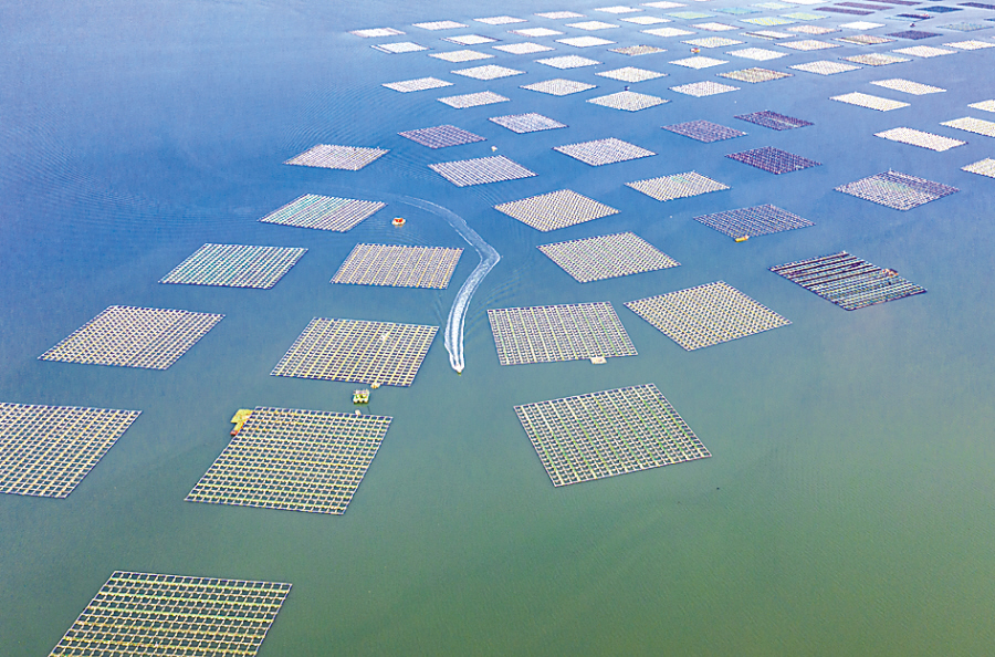 大连现有国家级海洋牧场示范区25家一年700个亿这些龙头企业都在忙着