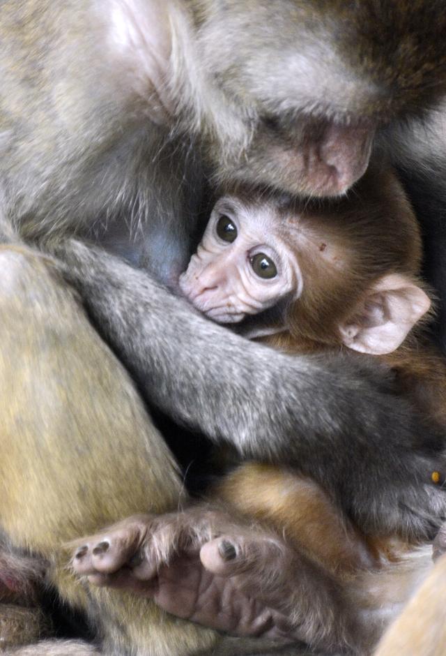 北京动物园的一只猕猴宝宝在猕猴妈妈怀里(7月2日摄).