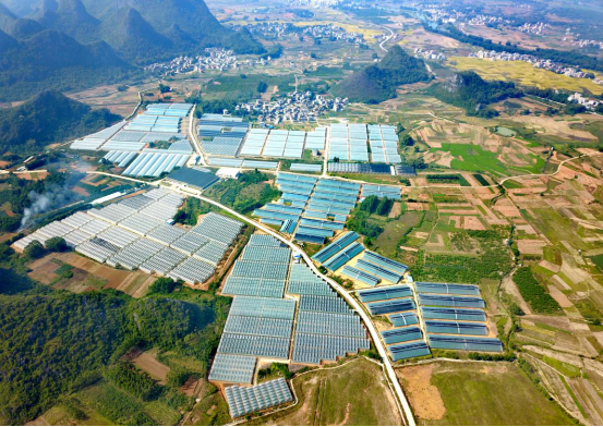 图为平桂区的现代设施农业蔬菜大棚.陶胜平/摄