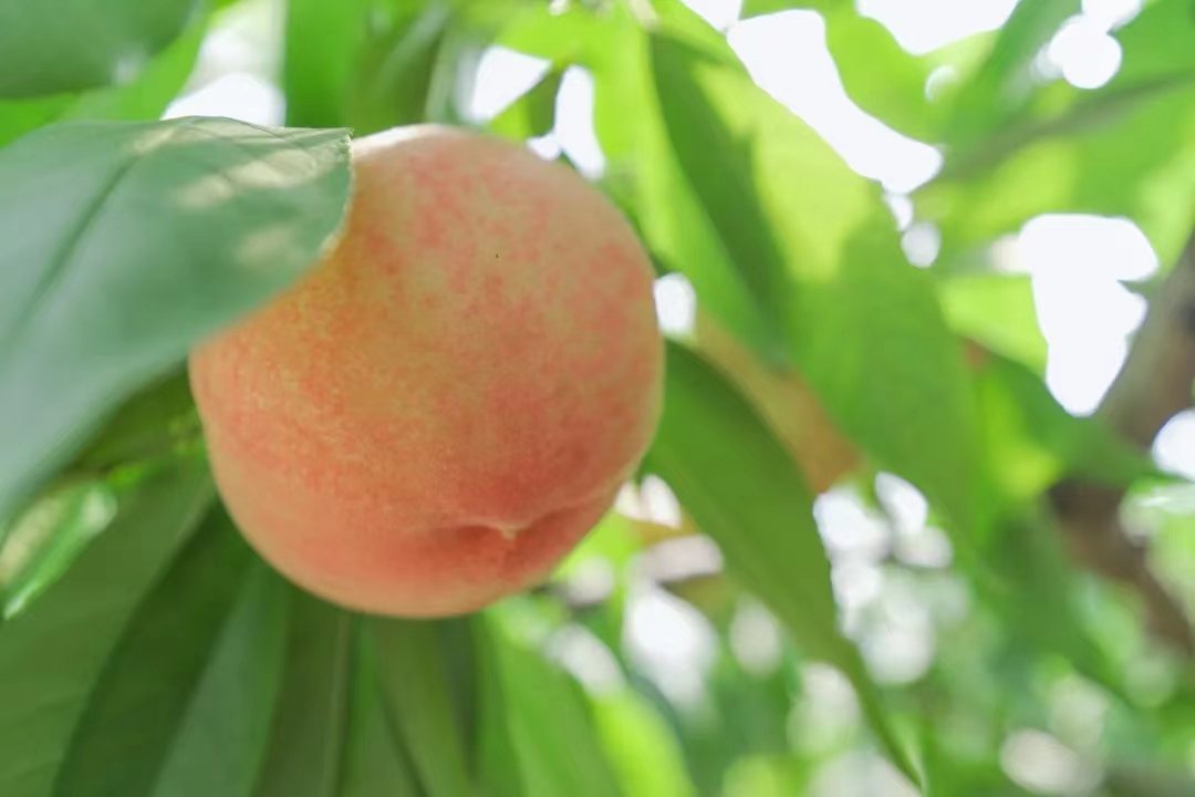 南汇水蜜桃成熟上市,销售价格与去年持平,7月上中旬为最佳品尝时令