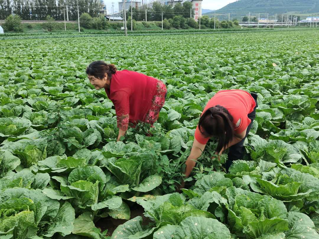 农村种菜图片