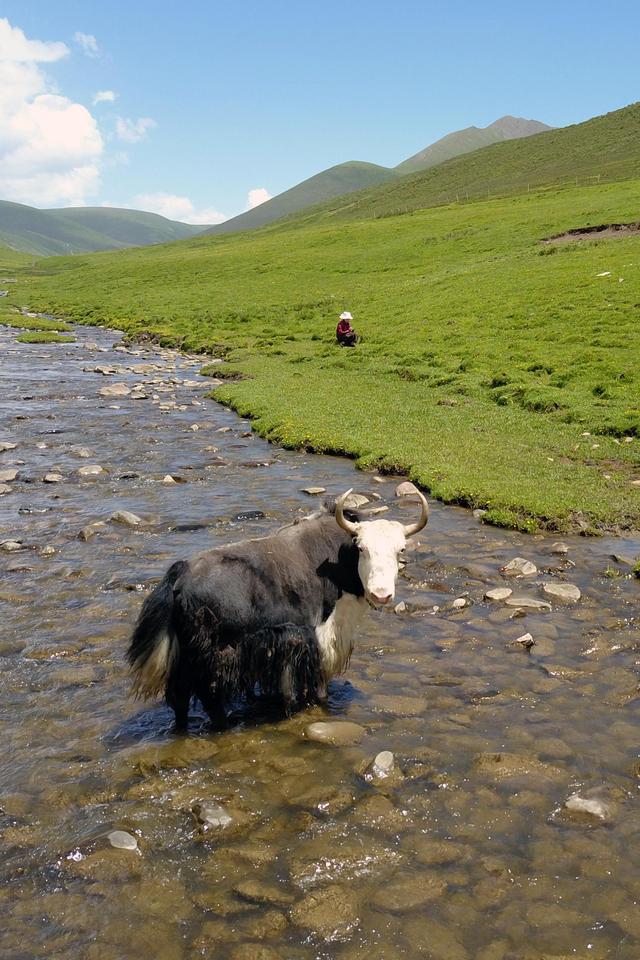 北京援青牦牛养殖基地助力乡村振兴