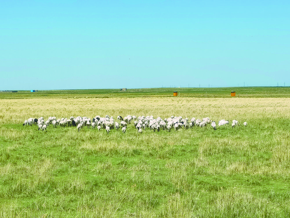 草原上的连心桥羊群。本报记者 潘玲 摄