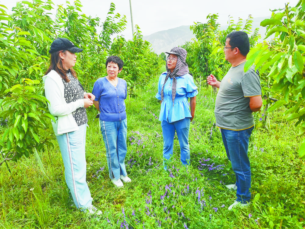 青海：绿肥生产助力农牧业绿色发展