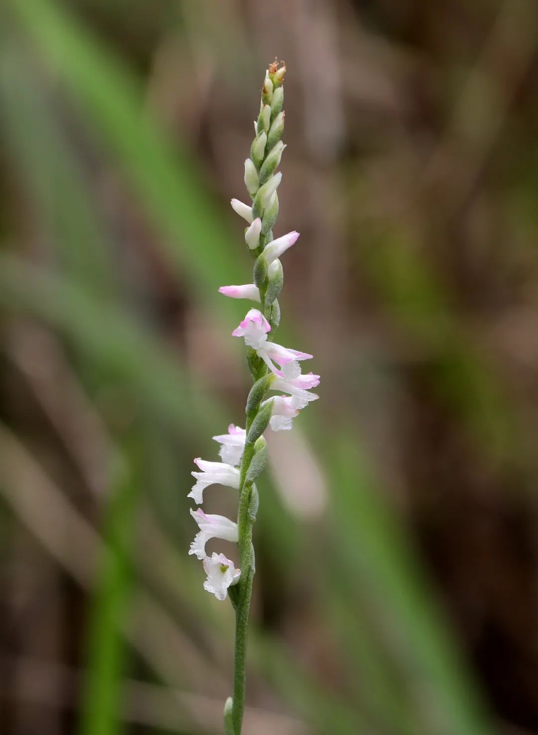  ▲绶草是"草地三宝"之一.