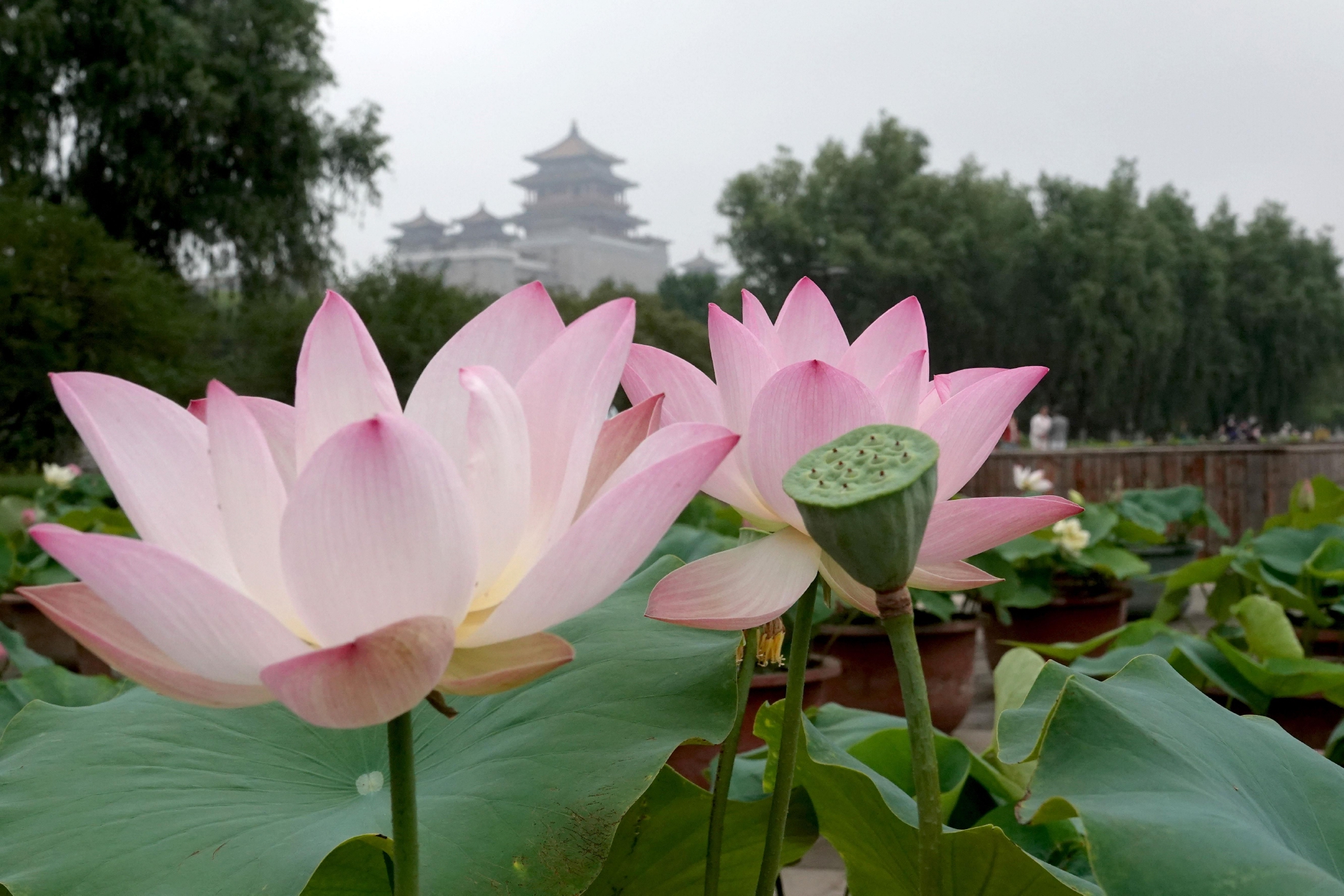 北京莲花池公园展出的荷花.