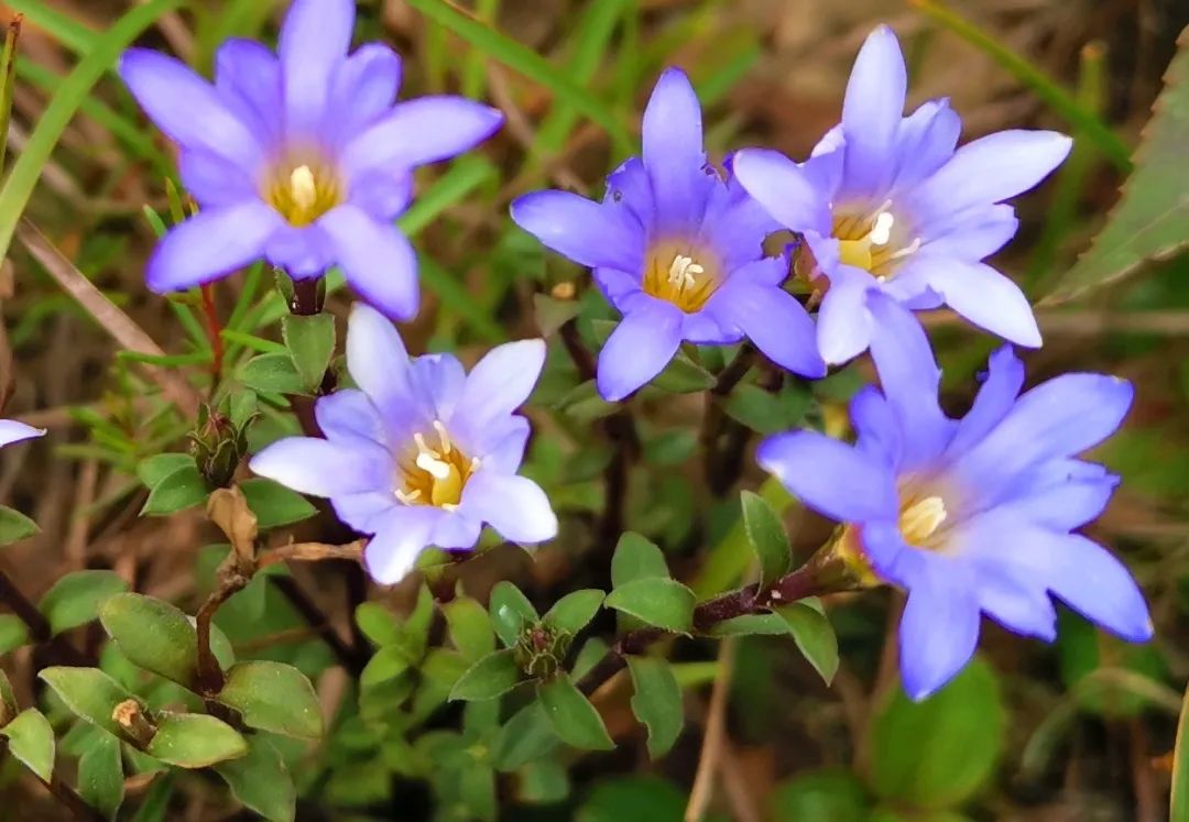 生长在海拔300米以上山岭里的华南龙胆.南兆旭/摄