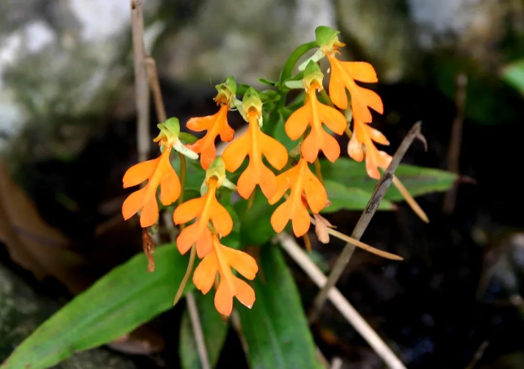 野花中的战斗机:橙黄玉凤花是野生兰花,花形奇特,唇瓣的形状犹如