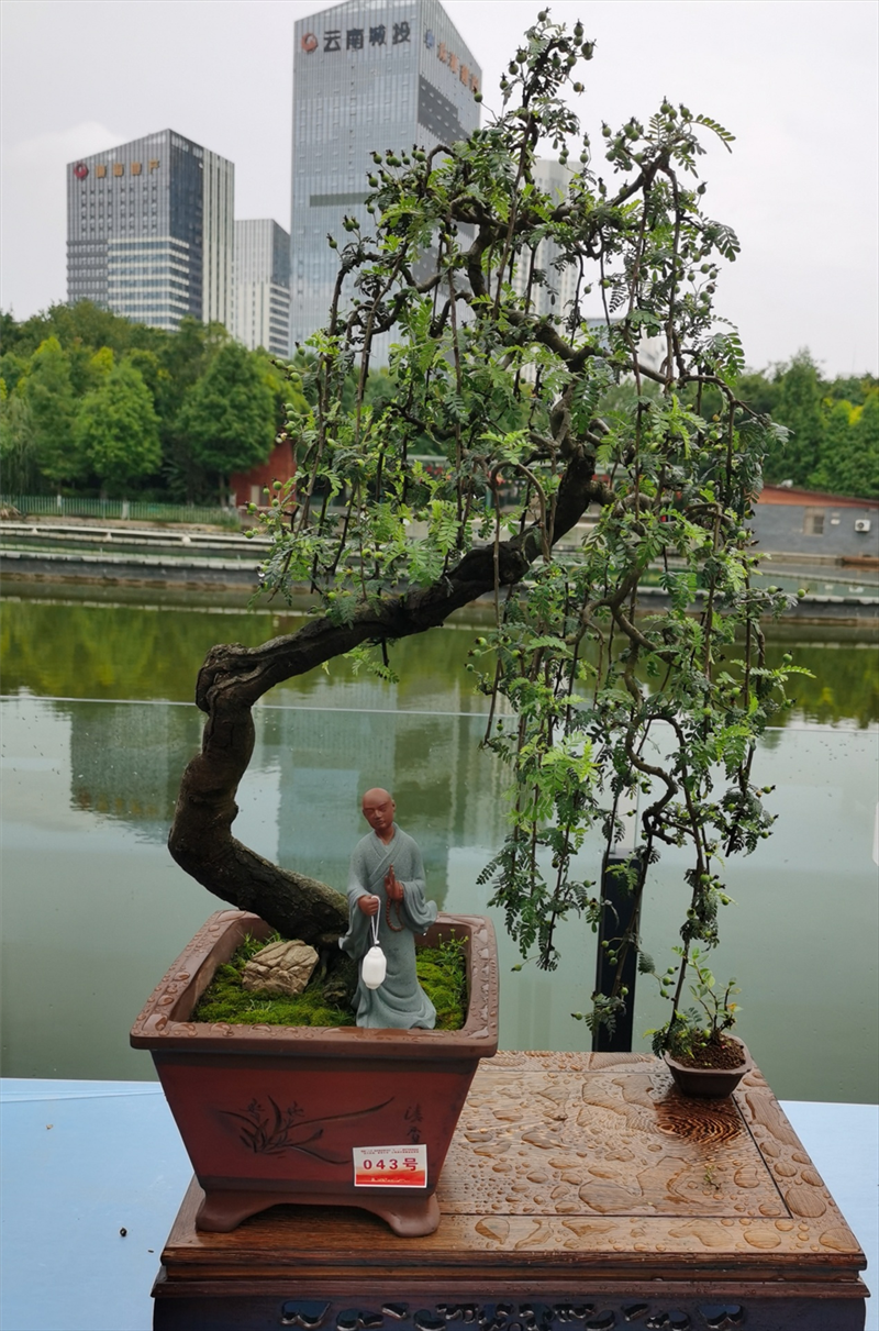 吴晓波的小石积盆景作品"流星雨"