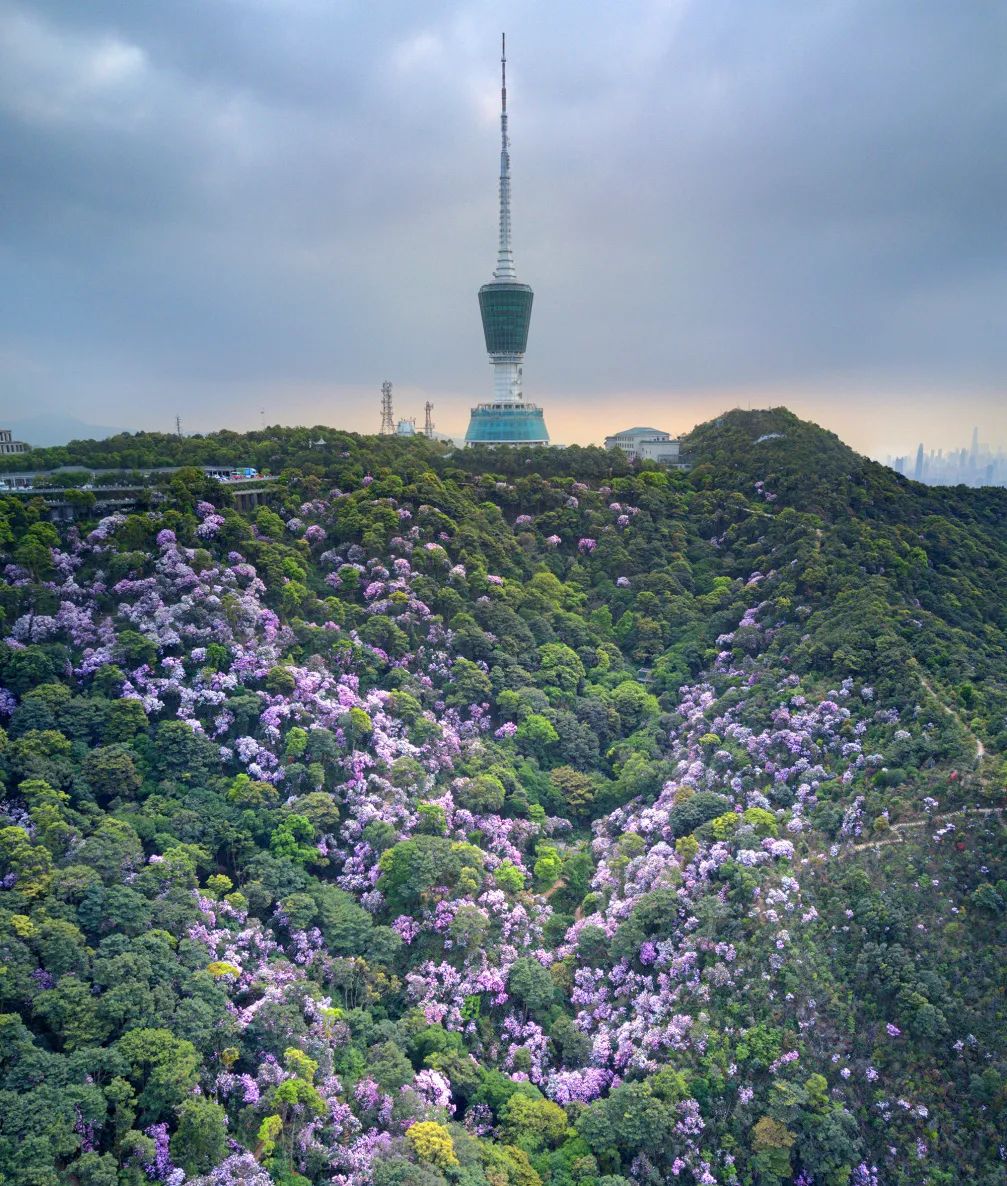 梧桐山春日的杜鹃花海是深圳不多见的森林花海景观.