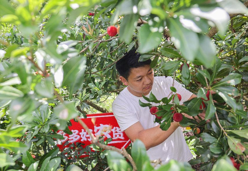 ▲90后新农人郭帅从17岁开始接管家中的果园，到现在已经有15年种植经验。（摄影 那木黑）